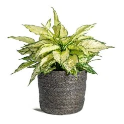 Aglaonema Kiwi - Chinese Evergreen 33 Aglaonema Kiwi - Chinese Evergreen -Indoor Plants Store Aglaonema Kiwi Chinese Evergreen Stef Plant Baskets Set of 6 grey
