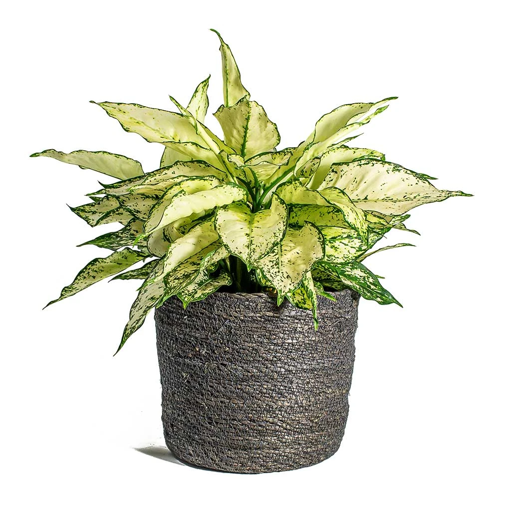 Aglaonema Kiwi - Chinese Evergreen 17 Aglaonema Kiwi - Chinese Evergreen - Image 15