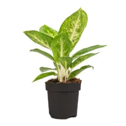 Aglaonema Lemon Mint - Chinese Evergreen 9 Aglaonema Lemon Mint - Chinese Evergreen -Indoor Plants Store Aglaonema Lemon Mint 12cm