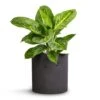 Aglaonema Lemon Mint - Chinese Evergreen -Indoor Plants Store Aglaonema Lemon Mint 12cm Puk Plant Pot Black Washed 15x15cm