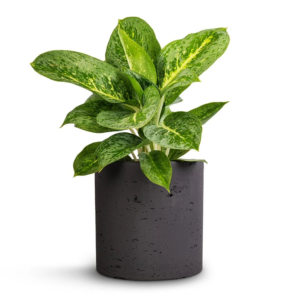 Aglaonema Lemon Mint - Chinese Evergreen 3 Aglaonema Lemon Mint - Chinese Evergreen