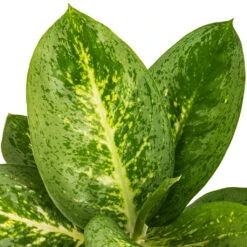 Aglaonema Lemon Mint - Chinese Evergreen 10 Aglaonema Lemon Mint - Chinese Evergreen -Indoor Plants Store Aglaonema Lemon Mint SWATCH