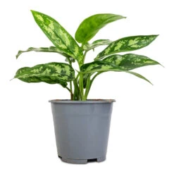 Aglaonema Maria - Chinese Evergreen -Indoor Plants Store Aglaonema Maria Chinese Evergreen 14x30cm 2