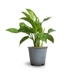 Aglaonema Maria - Chinese Evergreen -Indoor Plants Store Aglaonema Maria Chinese Evergreen 14x30cm