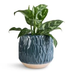 Aglaonema Maria - Chinese Evergreen -Indoor Plants Store Aglaonema Maria Chinese Evergreen 14x30cm Arles Leaf Plant Pot Teal 17x17cm