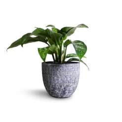 Aglaonema Maria - Chinese Evergreen -Indoor Plants Store Aglaonema Maria Chinese Evergreen 14x30cm Cas Plant Pot Anthracite 17x15cm
