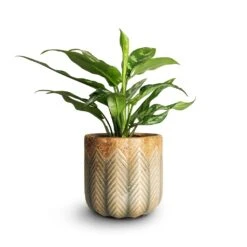 Aglaonema Maria - Chinese Evergreen -Indoor Plants Store Aglaonema Maria Chinese Evergreen 14x30cm Cecil Plant Pot Taupe 18x17cm emma