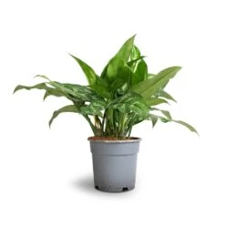 Aglaonema Maria - Chinese Evergreen -Indoor Plants Store Aglaonema Maria Chinese Evergreen 17x50cm