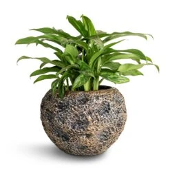 Aglaonema Maria - Chinese Evergreen -Indoor Plants Store Aglaonema Maria Chinese Evergreen 17x50cm Luxe Lite Moon Globe Planter Bronze 28x20cm 22870578 9e06 49ea 9ba6 9c06c4197501