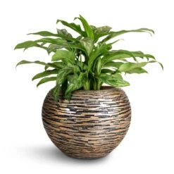 Aglaonema Maria - Chinese Evergreen -Indoor Plants Store Aglaonema Maria Chinese Evergreen 17x50cm Luxe Lite Wrinkle Globe Planter Bronze 28x20cm 96923968 2124 4628 8c2a 24b6f346668f