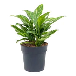 Aglaonema Maria - Chinese Evergreen -Indoor Plants Store Aglaonema Maria Chinese Evergreen 19cm