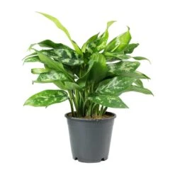 Aglaonema Maria - Chinese Evergreen -Indoor Plants Store Aglaonema Maria Chinese Evergreen