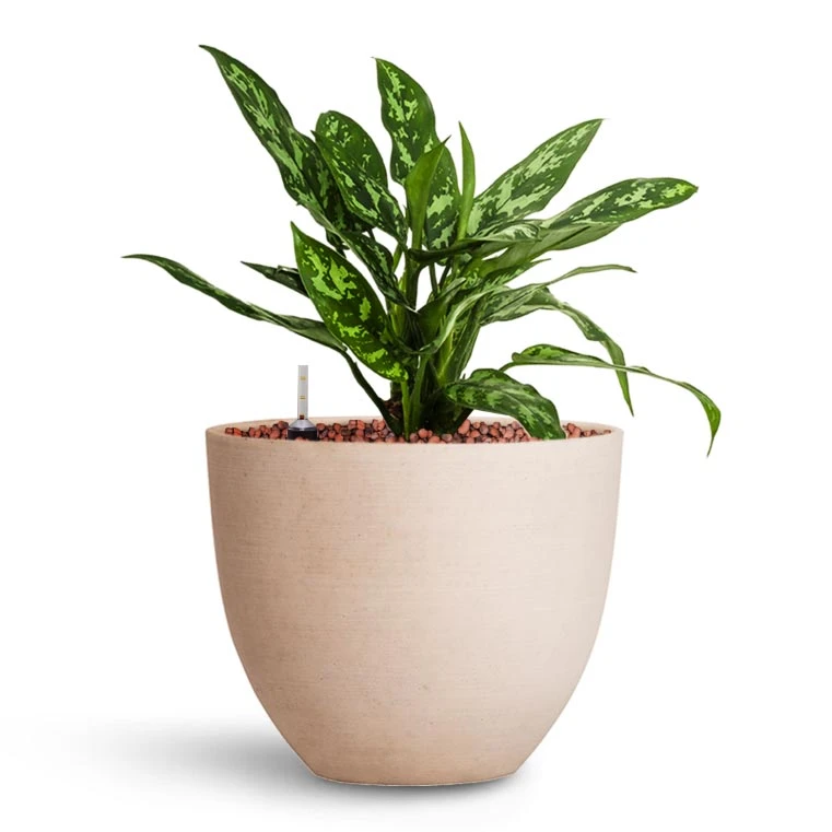 Coral Refined Planter - Natural White 10 Coral Refined Planter - Natural White - Image 8