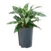 Aglaonema Maria - Chinese Evergreen - HydroCare 1 Aglaonema Maria - Chinese Evergreen - HydroCare -Indoor Plants Store Aglaonema Maria Chinese Evergreen Hydroculture 15 19x30cm