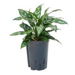 Aglaonema Maria - Chinese Evergreen - HydroCare