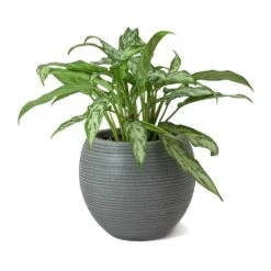 Abby Ball Plant Pot - Ridged Dark Grey -Indoor Plants Store Aglaonema Maria Christina Chinese Evergreen Abby Ball Plant Pot Dark Grey b1d19f5c 4653 4e35 ab1f 840c290d3c8f