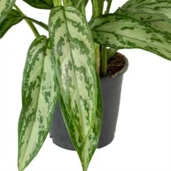 Aglaonema Silver Queen - Chinese Evergreen -Indoor Plants Store Aglaonema Maria Christina Chinese Evergreen Leaves c04985fe 7cb4 4cfa 9b01 6687d27c6cd6