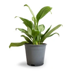 Aglaonema Silver Bay - Chinese Evergreen -Indoor Plants Store Aglaonema Silver Bay Chinese Evergreen 14x45cm