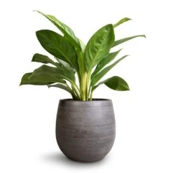 Esra Plant Pot - Mystic Grey 27 Esra Plant Pot - Mystic Grey -Indoor Plants Store Aglaonema Silver Bay Chinese Evergreen 14x45cm Esra Plant Pot Mystic Grey 22x20cm 45ea2873 0e76 4197 9dd2 9d857bfce2e5