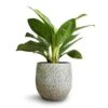 Aglaonema Silver Bay - Chinese Evergreen -Indoor Plants Store Aglaonema Silver Bay Chinese Evergreen 14x45cm Evi Plant Pot Antique Bronze 22x20cm