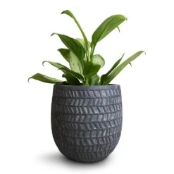 Aglaonema Silver Bay - Chinese Evergreen -Indoor Plants Store Aglaonema Silver Bay Chinese Evergreen 14x45cm Kinza Planter Anthracite 20x20cm