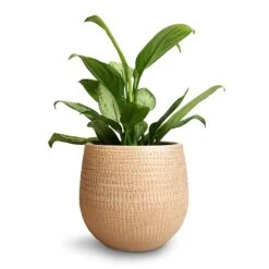 Ryan Plant Pot - Sand Gold -Indoor Plants Store Aglaonema Silver Bay Chinese Evergreen 14x45cm Ryan Plant Pot Sand Gold 18x16cm 9d7c89f6 d152 4741 aed3 f62db408cb77