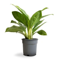 Aglaonema Silver Bay - Chinese Evergreen -Indoor Plants Store Aglaonema Silver Bay Chinese Evergreen 17x55cm
