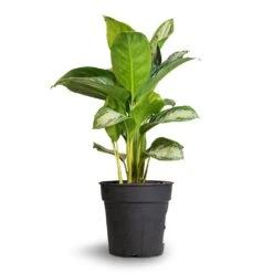 Aglaonema Silver Bay - Chinese Evergreen -Indoor Plants Store Aglaonema Silver Bay Chinese Evergreen 24x65cm 1