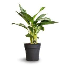 Aglaonema Silver Bay - Chinese Evergreen -Indoor Plants Store Aglaonema Silver Bay Chinese Evergreen 24x65cm 2