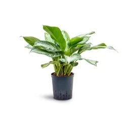 Aglaonema Silver Bay - Chinese Evergreen - HydroCare 14 Aglaonema Silver Bay - Chinese Evergreen - HydroCare -Indoor Plants Store Aglaonema Silver Bay Chinese Evergreen Hydroculture 18 19x45cm
