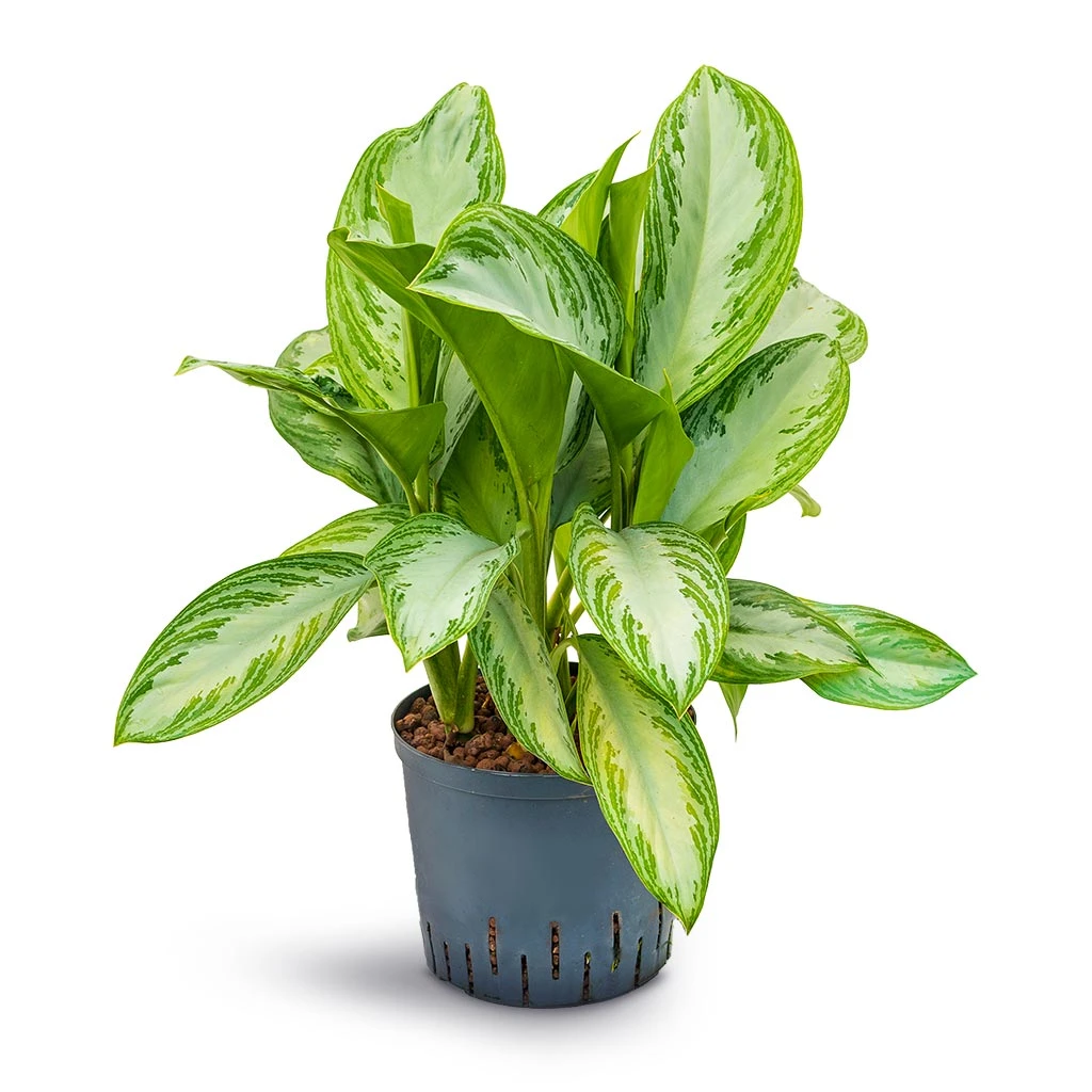 Aglaonema Silver Bay - Chinese Evergreen - HydroCare 3 Aglaonema Silver Bay - Chinese Evergreen - HydroCare