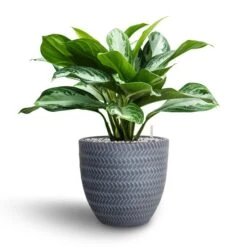 Aglaonema Silver Bay - Chinese Evergreen - HydroCare 16 Aglaonema Silver Bay - Chinese Evergreen - HydroCare -Indoor Plants Store Aglaonema Silver Bay Chinese Evergreen Hydroculture Angle Couple Plant Pot Grey