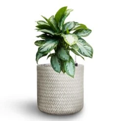 Aglaonema Silver Bay - Chinese Evergreen - HydroCare 17 Aglaonema Silver Bay - Chinese Evergreen - HydroCare -Indoor Plants Store Aglaonema Silver Bay Chinese Evergreen Hydroculture Angle Cylinder Plant Pot White