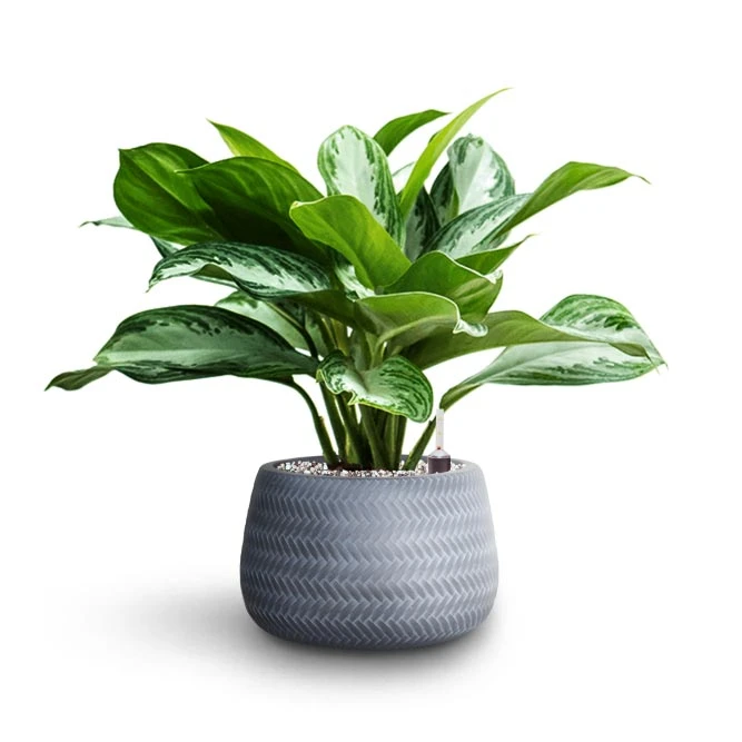 Angle Darcy Plant Pot - Grey 4 Angle Darcy Plant Pot - Grey - Image 2