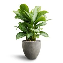 Grigio Egg Pot Planter - Natural Concrete -Indoor Plants Store Aglaonema Silver Bay Chinese Evergreen Hydroculture Grigio Egg Pot Planter Natural Concrete 3b703e58 bf02 4390 97ca 9356c6ada23b