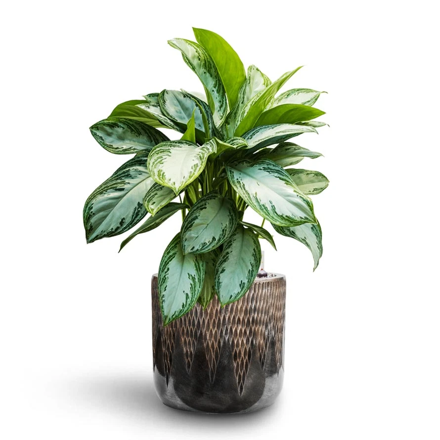 Aglaonema Silver Bay - Chinese Evergreen - HydroCare 10 Aglaonema Silver Bay - Chinese Evergreen - HydroCare - Image 8