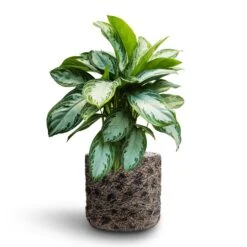 Aglaonema Silver Bay - Chinese Evergreen - HydroCare 15 Aglaonema Silver Bay - Chinese Evergreen - HydroCare -Indoor Plants Store Aglaonema Silver Bay Chinese Evergreen Hydroculture Luxe Lite Moon Cylinder Planter Bronze
