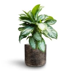 Aglaonema Silver Bay - Chinese Evergreen - HydroCare 20 Aglaonema Silver Bay - Chinese Evergreen - HydroCare -Indoor Plants Store Aglaonema Silver Bay Chinese Evergreen Hydroculture Luxe Lite Wrinkle Cylinder Planter Bronze b691243b a3ed 49a3 95a3 1aa465901896