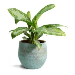 Aglaonema Silver Bay - Chinese Evergreen -Indoor Plants Store Aglaonema Silver Bay Chinese Evergreen Ryan Plant Pot Blue Gold