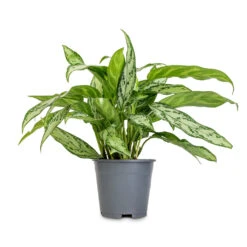 Aglaonema Silver Queen - Chinese Evergreen -Indoor Plants Store Aglaonema Silver Queen Chinese Evergreen 14x40cm 2