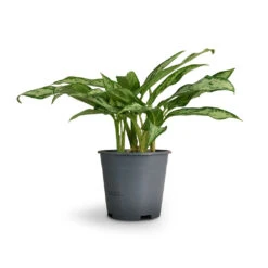 Aglaonema Silver Queen - Chinese Evergreen -Indoor Plants Store Aglaonema Silver Queen Chinese Evergreen 14x40cm