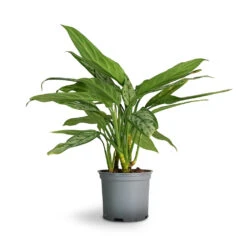 Aglaonema Silver Queen - Chinese Evergreen -Indoor Plants Store Aglaonema Silver Queen Chinese Evergreen 17x60cm 1