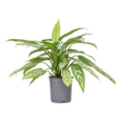 Aglaonema Silver Queen - Chinese Evergreen -Indoor Plants Store Aglaonema Silver Queen Chinese Evergreen 17x60cm 2