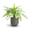 Aglaonema Silver Queen - Chinese Evergreen -Indoor Plants Store Aglaonema Silver Queen Chinese Evergreen 17x60cm Dave Plant Pot Earth 21x21cm 7