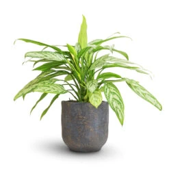 Aglaonema Silver Queen - Chinese Evergreen