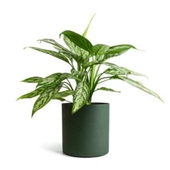 Aglaonema Silver Queen - Chinese Evergreen -Indoor Plants Store Aglaonema Silver Queen Chinese Evergreen 17x60cm Puk Refined Planter Pine Green 20x20cm