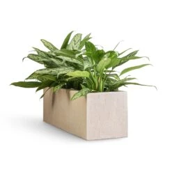 Aglaonema Silver Queen - Chinese Evergreen -Indoor Plants Store Aglaonema Silver Queen Chinese Evergreen 17x60cm Raindrop Trough Planter Stone 70x23x23cm
