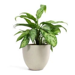 Coral Refined Planter - Natural White 14 Coral Refined Planter - Natural White -Indoor Plants Store Aglaonema Silver Queen Chinese Evergreen Coral Refined Planter Natural White