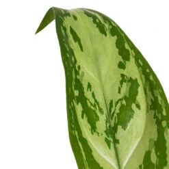 Indoor Plants Store -Indoor Plants Store Aglaonema Silver Queen Chinese Evergreen DETAIL 2