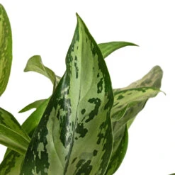 Aglaonema Silver Queen - Chinese Evergreen -Indoor Plants Store Aglaonema Silver Queen Chinese Evergreen DETAIL